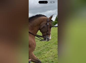 Lusitano Mix, Stallion, 14 years, 15,1 hh, Bay-Dark
