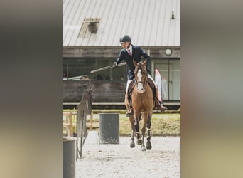 Lusitano Mix, Stallion, 14 years, 15,1 hh, Bay-Dark