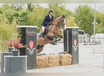 Lusitano Mix, Stallion, 14 years, 15,1 hh, Bay-Dark