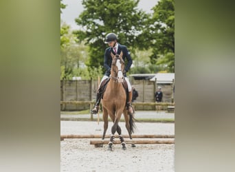 Lusitano Mix, Stallion, 14 years, 15,1 hh, Bay-Dark