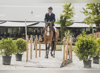 Lusitano Mix, Stallion, 14 years, 15,1 hh, Bay-Dark