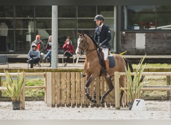 Lusitano Mix, Stallion, 14 years, 15,1 hh, Bay-Dark