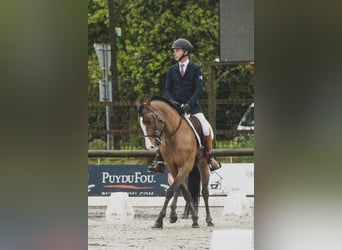 Lusitano Mix, Stallion, 14 years, 15,1 hh, Bay-Dark