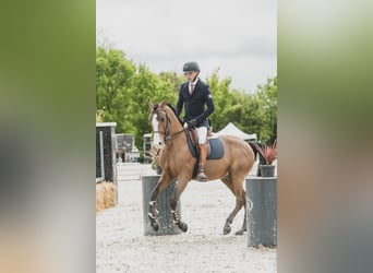Lusitano Mix, Stallion, 14 years, 15,1 hh, Bay-Dark