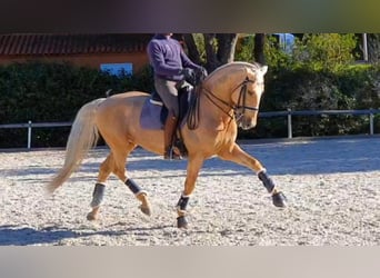 Lusitano, Stallion, 14 years, 16 hh, Palomino