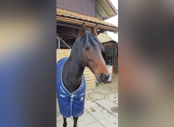 Lusitano, Stallion, 15 years, 15,1 hh, Bay-Dark