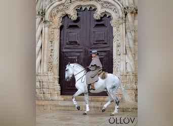 Lusitano, Stallion, 16 years, 15,2 hh, Gray