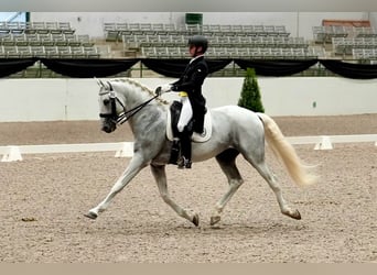 Lusitano, Stallion, 16 years, 16 hh, Grey