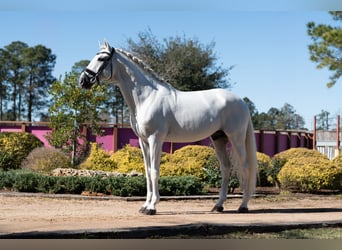 Lusitano, Stallion, 16 years, 16 hh, Grey