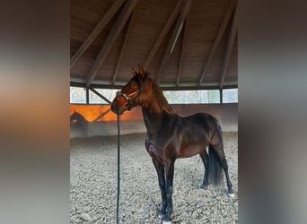 Lusitano, Stallion, 17 years, 15.2 hh, Bay-Dark