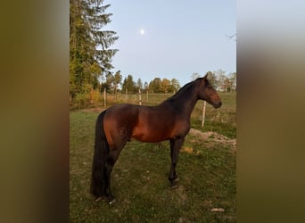 Lusitano, Stallion, 17 years, 15.2 hh, Bay-Dark