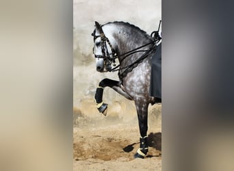 Lusitano, Stallion, 17 years, 16 hh, Gray-Dark-Tan
