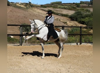 Lusitano, Stallion, 19 years, 15.2 hh, Grey