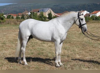 Lusitano Mix, Stallion, 19 years, 15.2 hh, Grey
