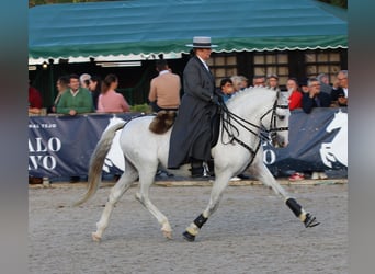 Lusitano, Stallion, 19 years, 15,2 hh, Grey