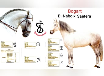 Lusitano, Stallion, 19 years, 16 hh, Grey