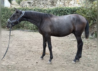 Lusitano, Stallion, 1 year, 14.2 hh, Grey