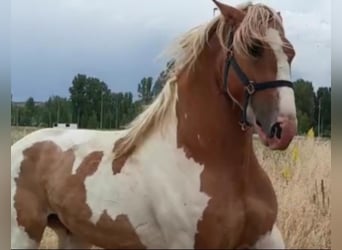 Lusitano Mix, Stallion, 1 year, 14.2 hh, Pinto
