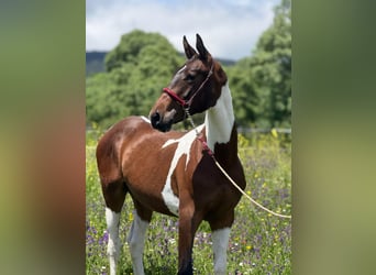 Lusitano Mix, Stallion, 1 year, 14,3 hh, Pinto