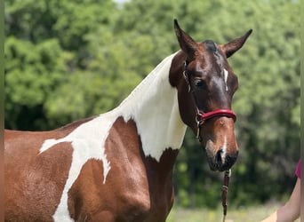 Lusitano Mix, Stallion, 1 year, 14,3 hh, Pinto