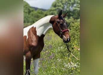 Lusitano Mix, Stallion, 1 year, 14,3 hh, Pinto
