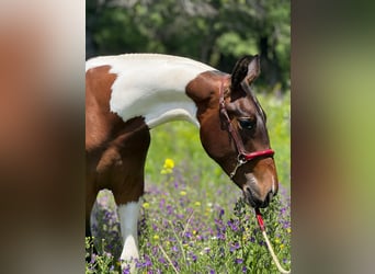 Lusitano Mix, Stallion, 1 year, 14,3 hh, Pinto