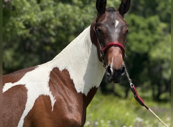 Lusitano Mix, Stallion, 1 year, 14,3 hh, Pinto
