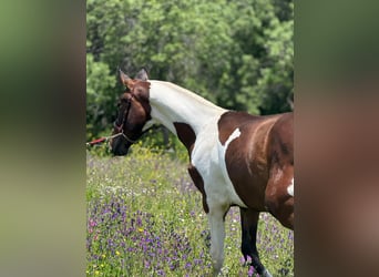 Lusitano Mix, Stallion, 1 year, 14,3 hh, Pinto