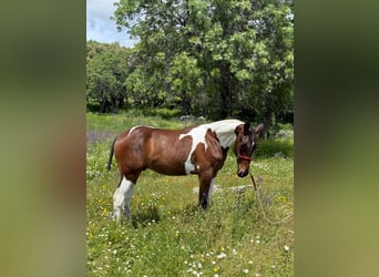 Lusitano Mix, Stallion, 1 year, 14,3 hh, Pinto