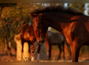 Lusitano Mix, Stallion, 1 year, 15.1 hh, Bay-Dark