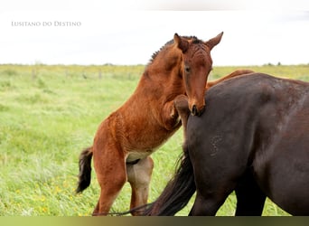 Lusitano Mix, Stallion, 1 year, 15.1 hh, Bay-Dark