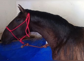 Lusitano, Stallion, 1 year, 15.1 hh, Black