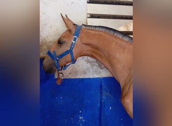 Lusitano, Stallion, 1 year, 15.1 hh, Dun