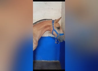 Lusitano, Stallion, 1 year, 15.1 hh, Dun