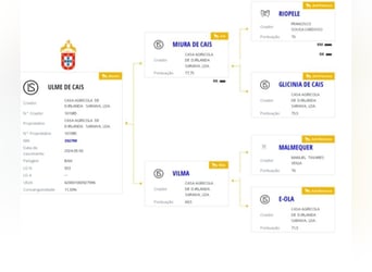 Lusitano, Stallion, 1 year, 15.1 hh, Dun