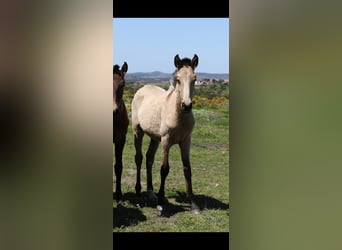 Lusitano, Stallion, 1 year, 15,2 hh, Dun