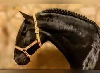 Lusitano, Stallion, 1 year, 15.2 hh, Grey