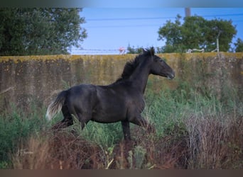 Lusitanos, Hengst, 1 Jahr, 15,3 hh, Schimmel