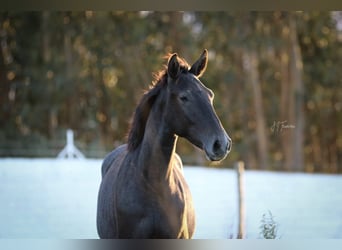 Lusitanos, Hengst, 1 Jahr, 15,3 hh, Schimmel