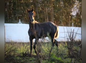 Lusitanos, Hengst, 1 Jahr, 15,3 hh, Schimmel