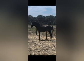Lusitano, Stallion, 1 year, 15 hh, Grey