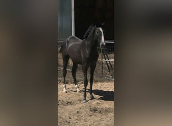 Lusitano, Stallion, 1 year, 15 hh, Grey