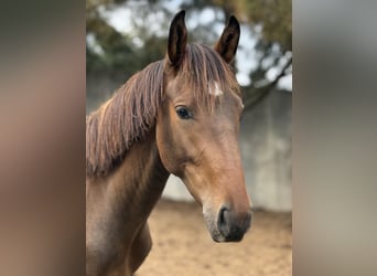 Lusitano Mix, Stallion, 1 year, 15,1 hh, Bay