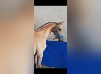 Lusitano, Stallion, 1 year, 15,1 hh, Dun