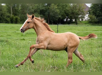 Lusitano, Stallion, 1 year, 15,2 hh, Red Dun