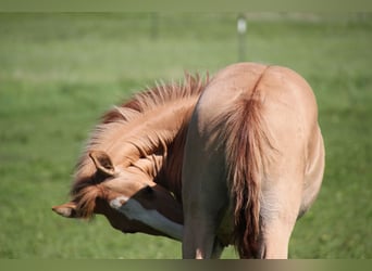 Lusitano, Stallion, 1 year, 15,2 hh, Red Dun