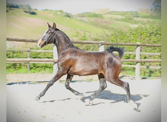 Lusitano, Stallion, 1 year, 16.1 hh, Bay-Dark