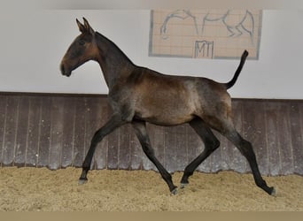Lusitano, Stallion, 1 year, 16.1 hh, Grey