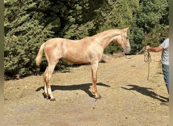 Lusitano, Stallion, 1 year, 16.1 hh, Palomino