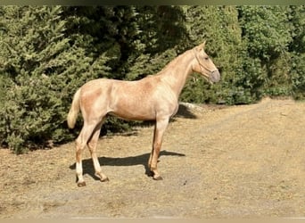 Lusitano, Stallion, 1 year, 16.1 hh, Palomino